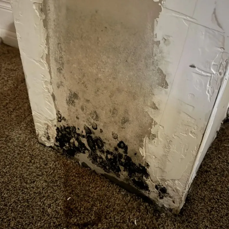 Professional Mold Removal in McFarland, CA